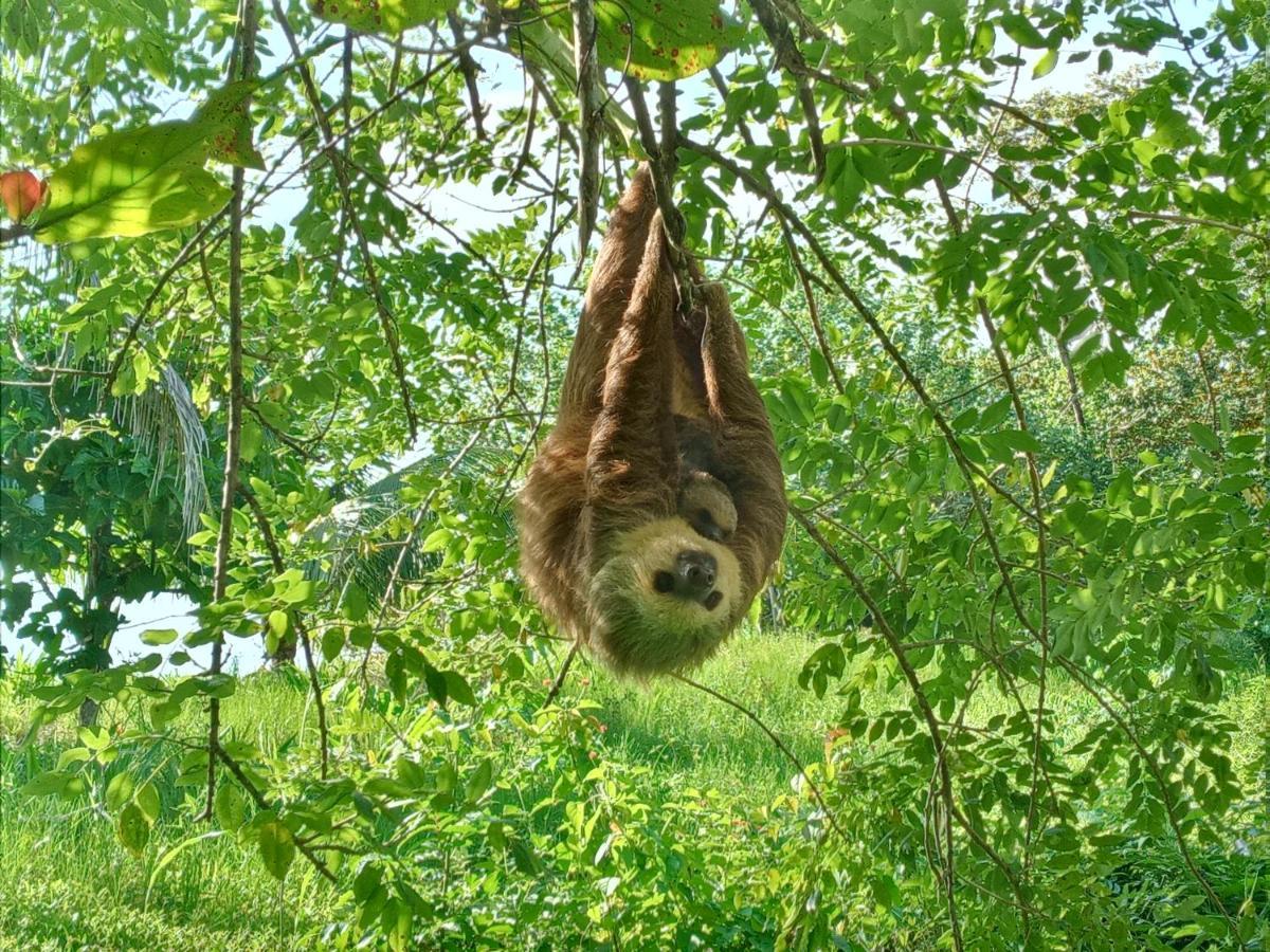 Jungle Paunch Villa Бокас дел Торо Екстериор снимка
